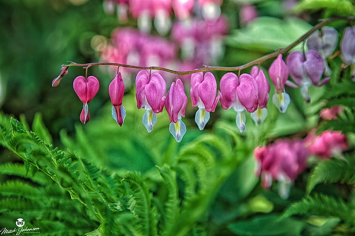 pink bleeding heart flowers, plant, green background, close up, HD wallpaper