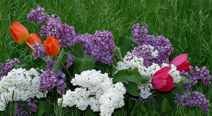 weiße und purpurrote lila Blumen mit den orange und roten Tulpenblumen, Flieder, Tulpen, Blumen, Gras, Kräuter, Frühling, HD-Hintergrundbild