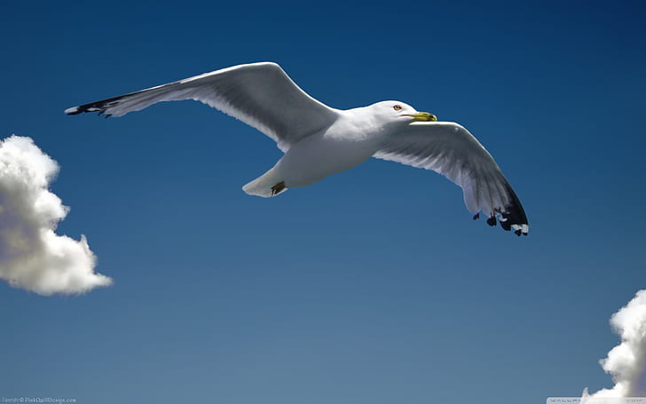 Seagull Flight Among The Clouds Skrivbordsunderlägg Hd 2560 × 1600, HD tapet