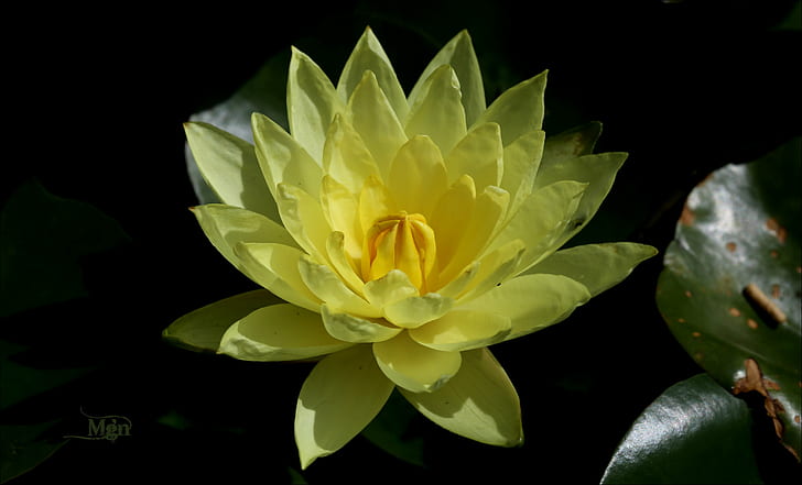 close-up photography of yellow petaled flower, flower, Lotus flower, close-up photography, yellow, picmonkey, water Lily, nature, flower, petal, plant, lotus Water Lily, flower Head, pond, leaf, beauty In Nature, HD wallpaper