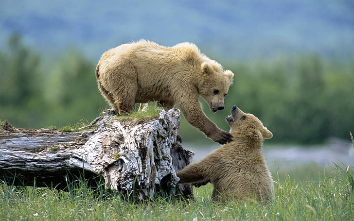 binatang, beruang, binatang bayi, Wallpaper HD