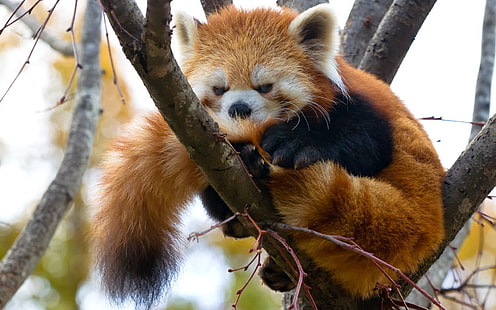Tiere, roter Panda, HD-Hintergrundbild HD wallpaper