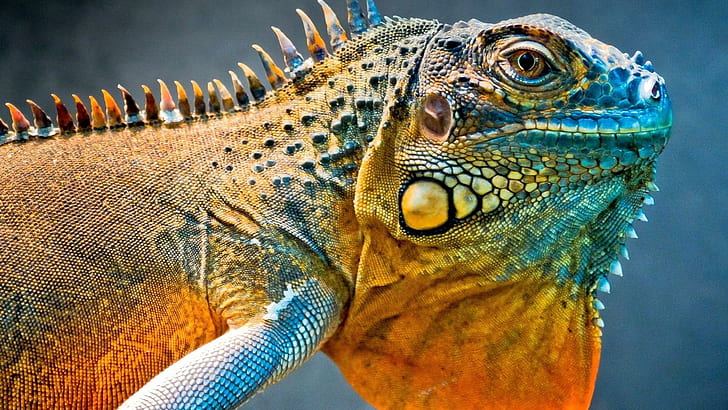 Tropical Iguana Lizard Reptile, brown and yellow lizard, reptile, iguana, lizard, tropical, animals, HD wallpaper