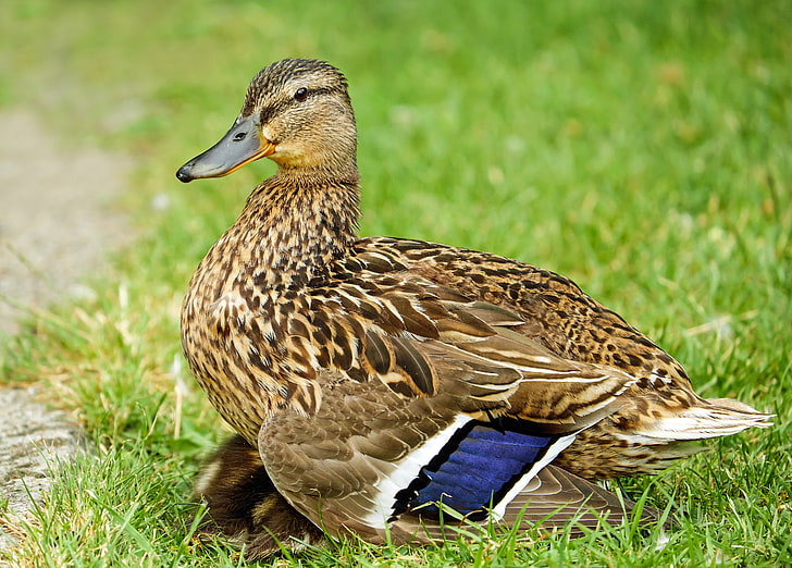 brown and black duck, duck, bird, grass, feathers, HD wallpaper