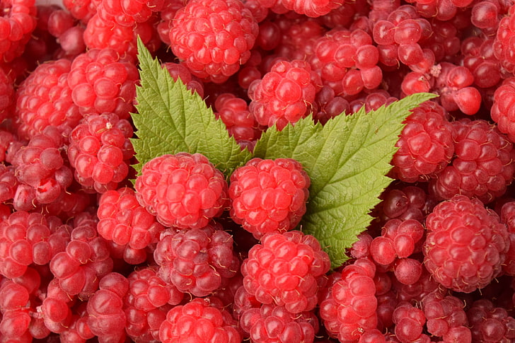 background, berries, berry, frisch, harvested, healthy, raspberries, red, ripe, sweet, HD wallpaper