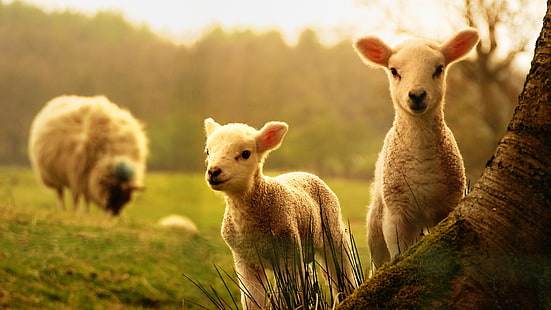 ovejas, hierba, praderas, pastos, fauna, pastoreo, ganado, campo, Fondo de pantalla HD HD wallpaper