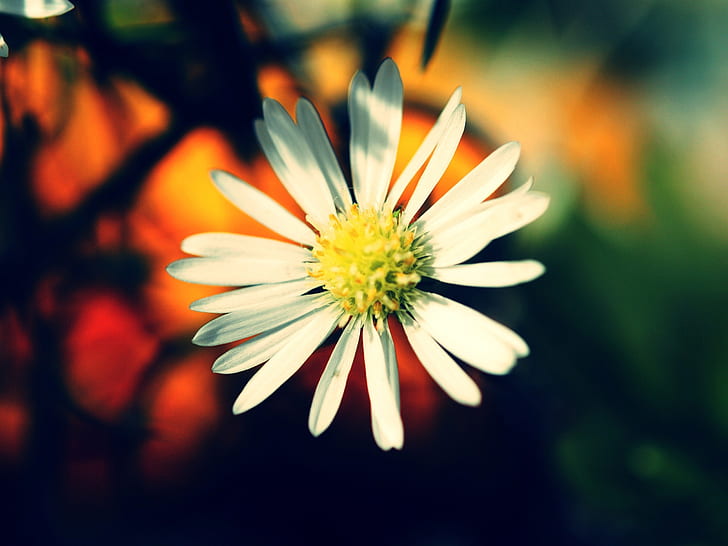 Ciepłe kolory: kwiat, ciepły, kolory, kwiat, Tapety HD