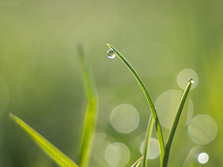 shallow focus photography of water droplet on grass during daytime, Meadow, simplified, shallow focus, photography, water droplet, daytime, lawn, Wiese, dew, blade of grass, grass  green, Tau, Panasonic Lumix G5, Helios 44, bokeh, dof, Peach, MFT, M43, nature, drop, green Color, grass, plant, freshness, raindrop, leaf, close-up, springtime, summer, environment, macro, wet, growth, backgrounds, HD wallpaper