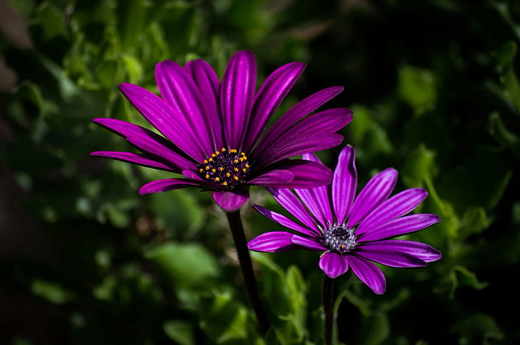 fotografia macro de duas flores de pétalas roxas, natureza, planta, flor, verão, pétala, close-up, beleza na natureza, HD papel de parede