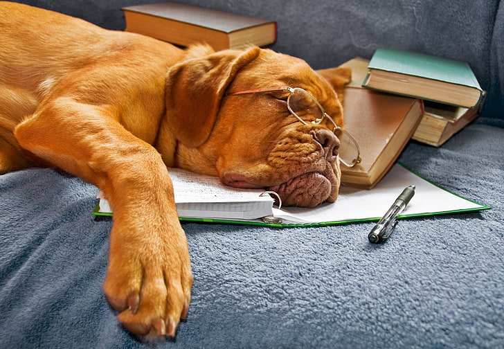 adult tan French mastiff, Dogs, Dogue de Bordeaux, Book, Dog, Glasses, Mastiff, HD wallpaper