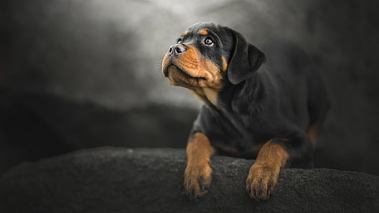 cane, cane di razza, rottweiler, carino, Sfondo HD HD wallpaper
