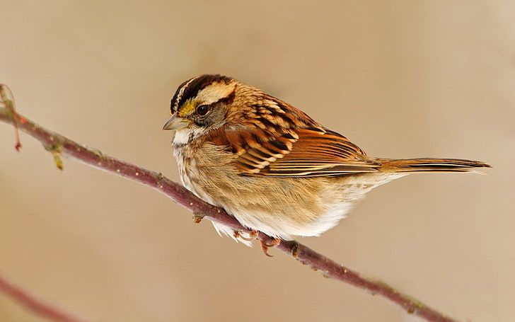 brown bird, sparrow, bird, branch, sit, HD wallpaper
