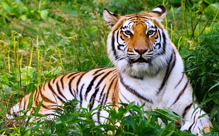 white and brown tiger, tiger, big cat, grass, lies, HD wallpaper