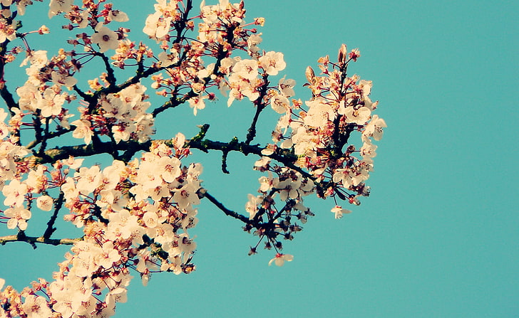 Blossom Tree Against A Blue Sky, white cherry blossoms, Seasons, Spring, Blue, Tree, Blossom, Against, HD wallpaper