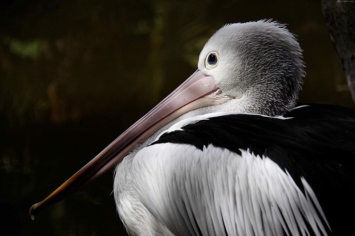tourism, gray, New Guinea, close-up, animal, bird, nature, white, Australian pelican, HD wallpaper