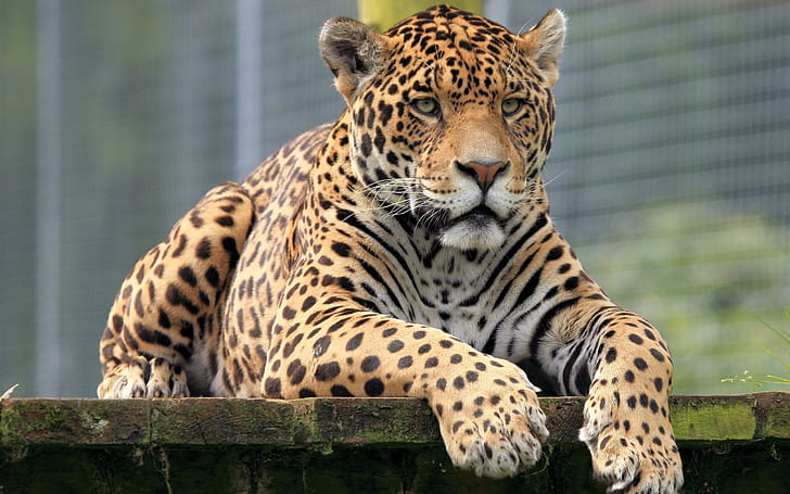 Primer plano de animales, jaguar, vista frontal, leopardo amarillo y negro, Animales, Jaguar, Frente, Ver, Fondo de pantalla HD
