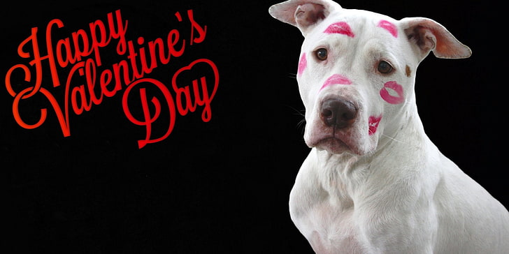 Feiertag, Valentinstag, Hund, glücklicher Valentinstag, Kuss, HD-Hintergrundbild