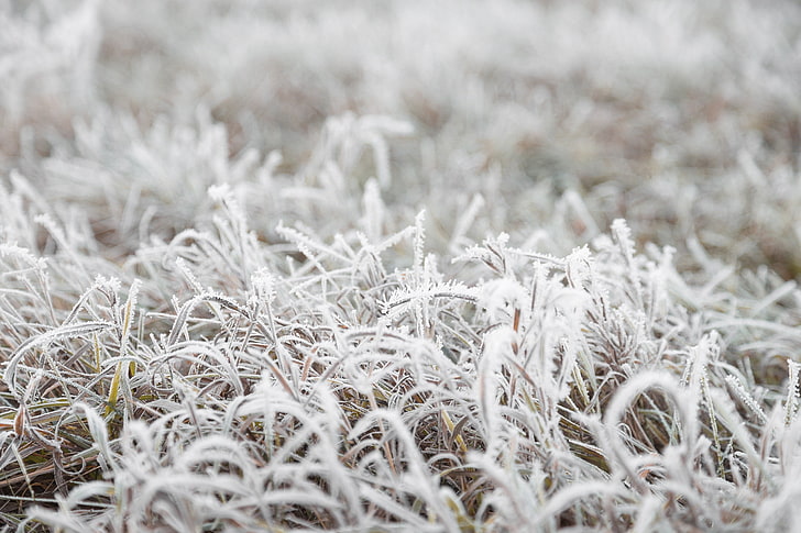 Cold, Fall, Frost, grass, ground, macro, nature, HD wallpaper