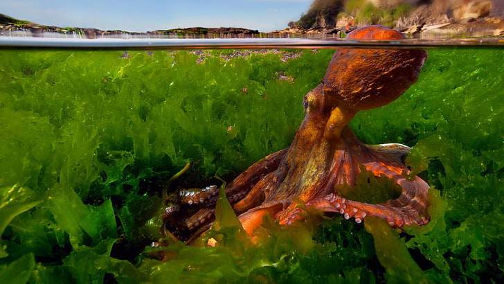 pulpo marrón, naturaleza, verde, animales, pulpo, plantas, agua, bajo el agua, roca, borrosa, vista dividida, Fondo de pantalla HD