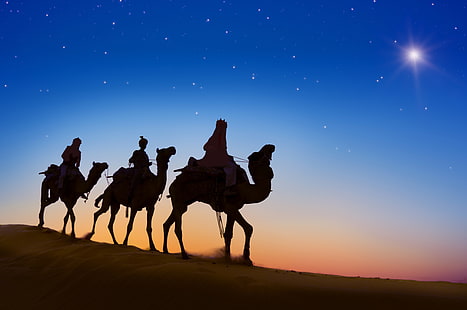 kamel, wüste, tiere, schattenbild, hd, 4k, HD-Hintergrundbild HD wallpaper