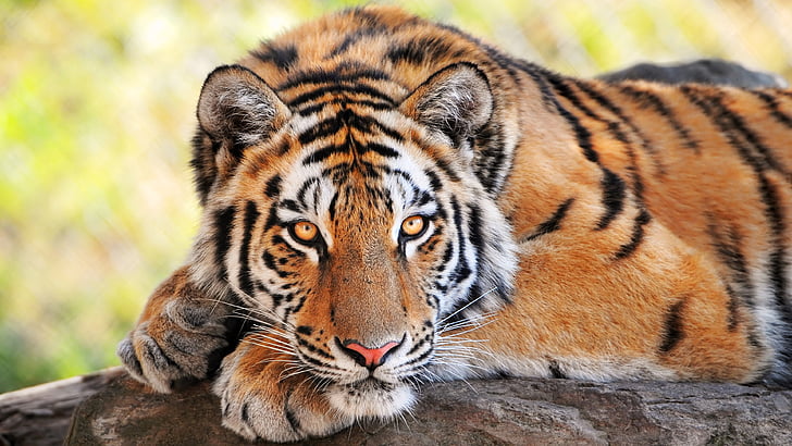 tigre, animais selvagens, animal terrestre, mamífero, bigodes, gato grande, rosto, cabeça, HD papel de parede