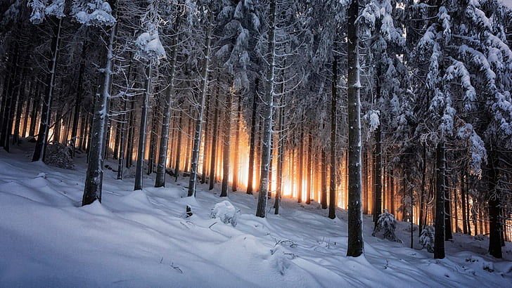 зима, пейзаж, гора, природа, планини, дървета, Германия, сняг, черно, бяло, жълто, HD тапет
