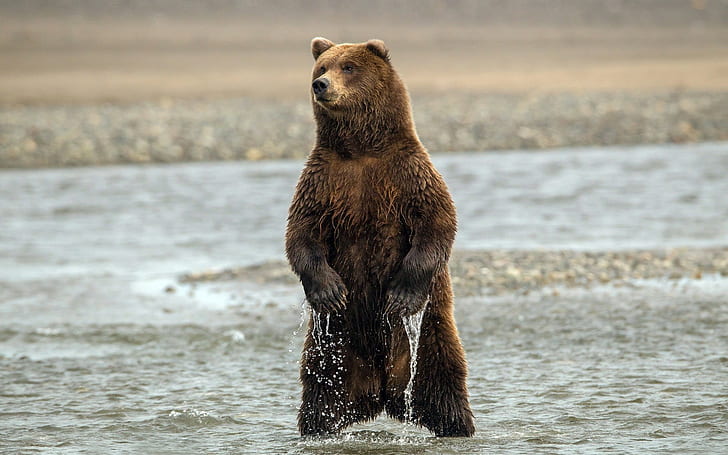 Orso in piedi nell'acqua, orso grizzly marrone, orso, in piedi, acqua, Sfondo HD