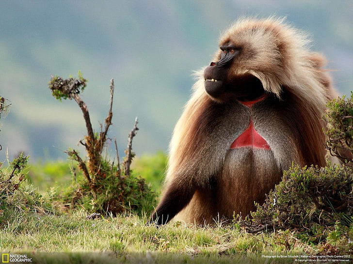 Male Gelada Baboon-National Geographic HD Wallpape.., brown primate, HD wallpaper
