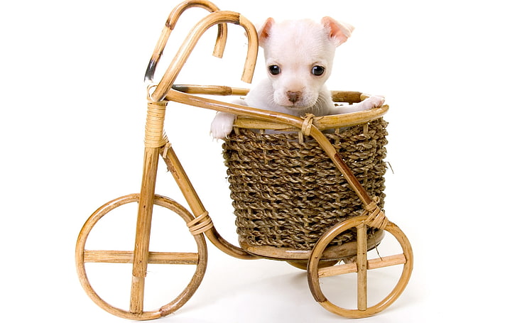 smooth white Chihuahua puppy and brown rattan bicycle basket, puppy, small, basket, sitting, snout, HD wallpaper