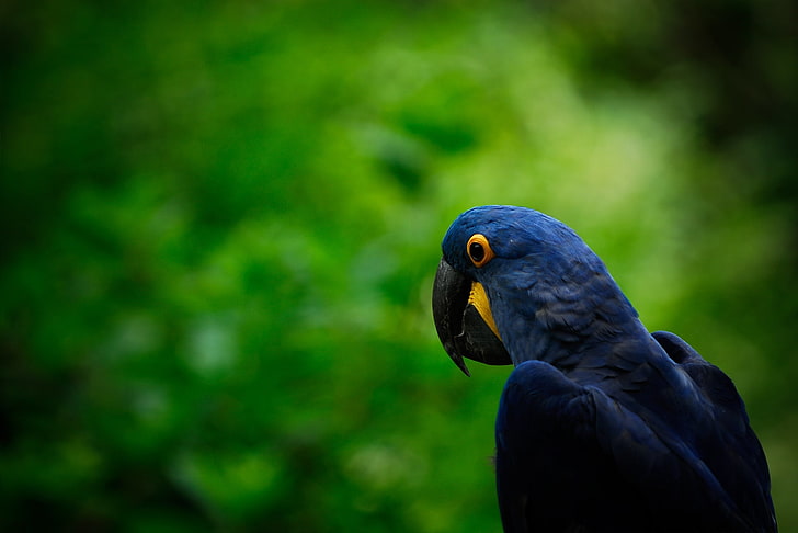 short-beak blue bird, parrot, bird, beak, head, HD wallpaper