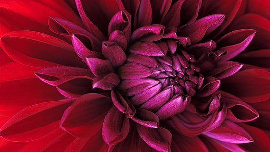 Flowers, Dahlia, Flower, Magenta, Purple, Red Flower, HD wallpaper HD wallpaper