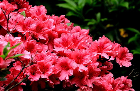flores de azalea rosa, azalea, floración, ramas, primer plano, agradable, Fondo de pantalla HD HD wallpaper