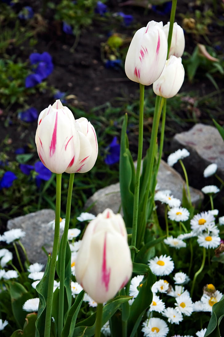flores blancas, tulipanes, tulipanes, tulipanes, jardín de flores, jardín blanco, flores, parque de jardín, grupos, primavera, tulipán, naturaleza, flor, planta, primavera, color verde, temporada, frescura, al aire libre, cabeza de flor, Fondo de pantalla HD, fondo de pantalla de teléfono