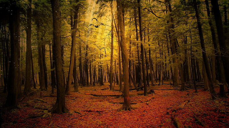 woodland scenery, autumn, forest, landscape, HD wallpaper