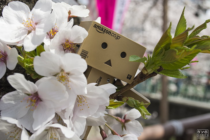 bunga petaled putih, Danbo, Amazon, cherry blossom, musim semi, Jepang, Jepang, Tokyo, Osaka, Gunung Fuji, Wallpaper HD
