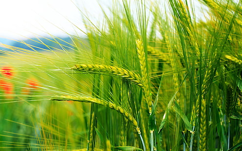 пшеница, злаки, боке, колосья, стебли, HD обои HD wallpaper