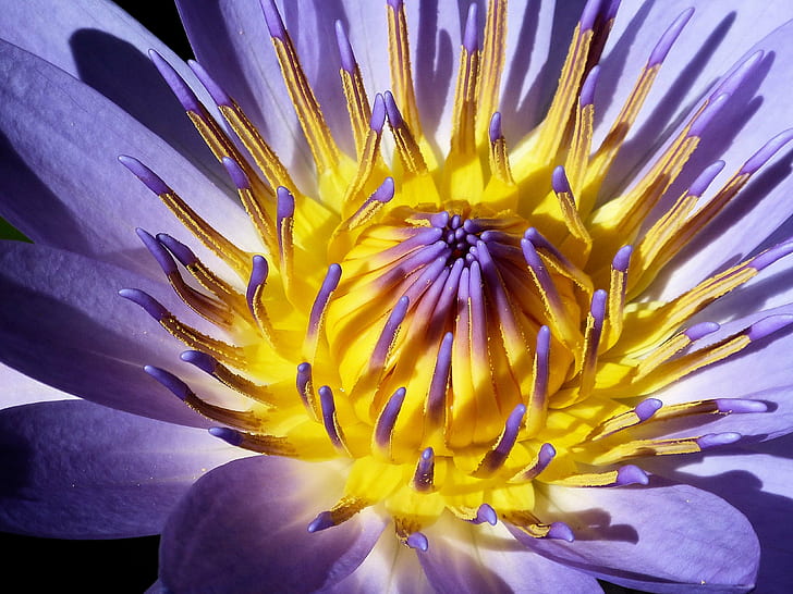 purple and yellow flower, salisbury, hawaii, salisbury, hawaii, Lilly, Sue, Salisbury, Hawaii, purple, yellow, Maui, Flower, water lily, lily pond, USA, United States, beauty, gold, blossum, bloom, petals, tropical, nature, plant, close-up, petal, HD wallpaper