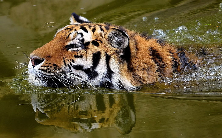 brązowy tygrys, tygrys, twarz, woda, pływanie, Tapety HD