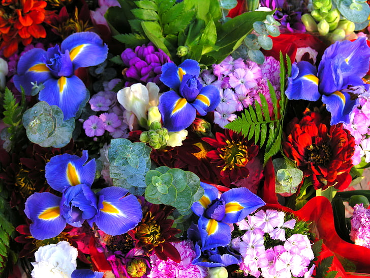 blue and yellow petaled flowers, photo, Flowers, Irises, Clove, Majors, Zinnias, HD wallpaper