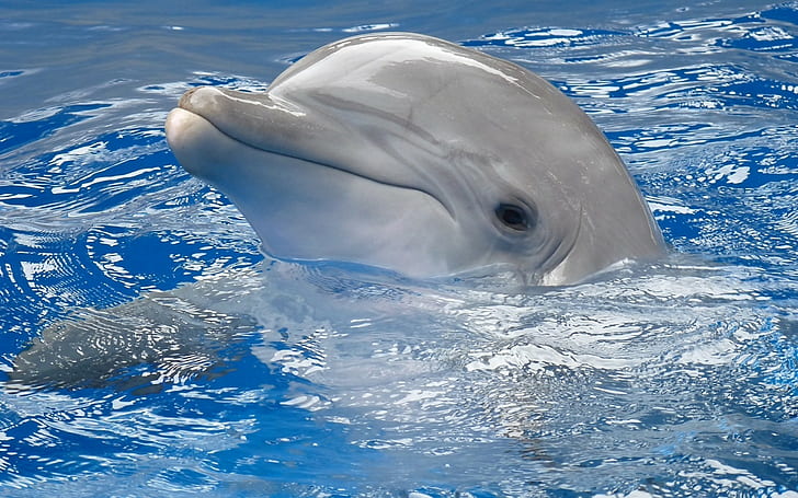 dolphin, animals, HD wallpaper