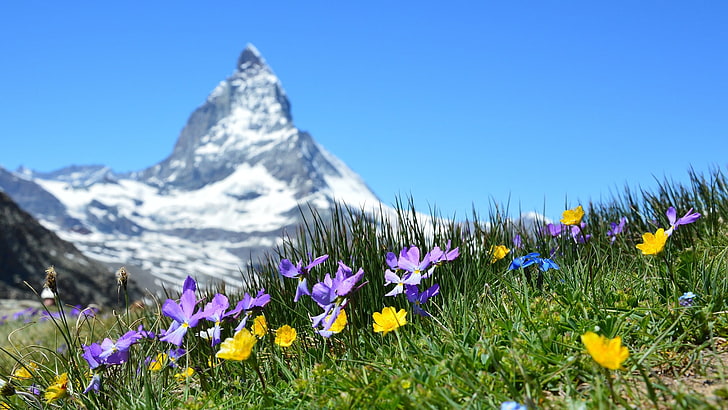 purple and yellow flower field, nature, landscape, mountains, Switzerland, Matterhorn, depth of field, flowers, grass, snowy peak, summer, clear sky, plants, HD wallpaper