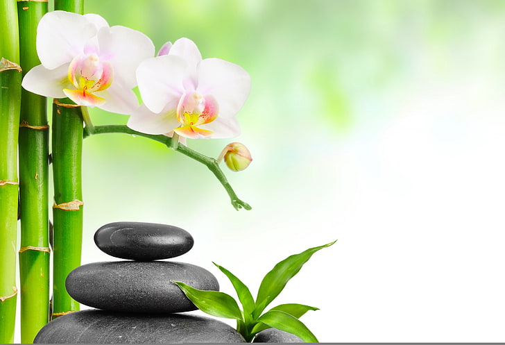pink orchid flowers and black cairn stones, bamboo, Orchid, leaves, Spa stones, HD wallpaper