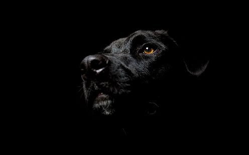 фон, черный, собаки, лабрадор, ретривер, HD обои HD wallpaper