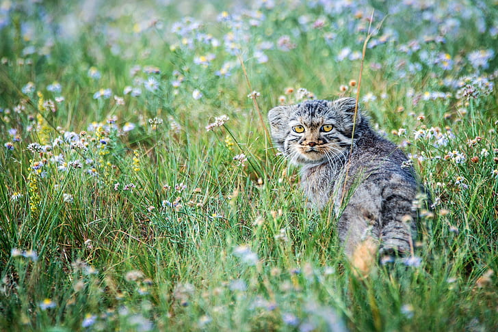 flowers, the steppe, small, meadow, kitty, manul, HD wallpaper