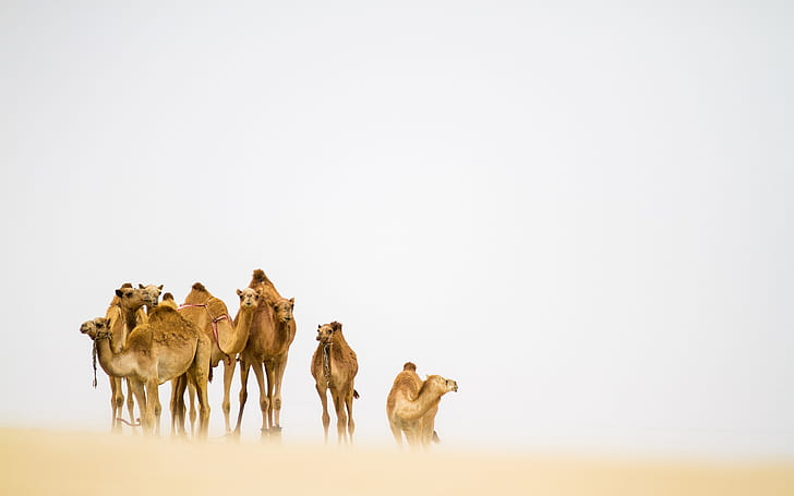 Camelos no deserto, camelos, deserto, HD papel de parede