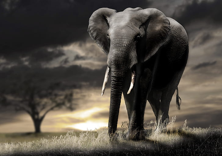 elephant 4k hd per il download del desktop, Sfondo HD