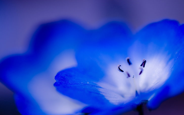 two blue-and-white petaled flowers, flower, blue, violet, small, close-up, HD wallpaper