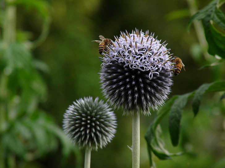 фотография със селективен фокус на две клъстерни цветя с две пчели, pudsey, pudsey, селективен фокус, фотография, клъстерирани, цветя, пчели, Dunham Massey, природа, растение, едър план, цвете, лято, HD тапет