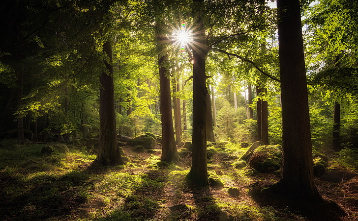 Sun Rays Through Trees HD Wallpaper, forest trees and sun, Nature, Forests, Landscape, Summer, Scenery, Trees, Light, Wood, Rays, Forest, Photography, Hike, Photo, Sunlight, sunbeam, Contrejour, HD wallpaper
