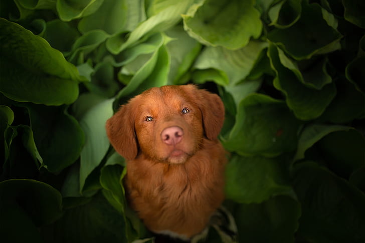 lihat, wajah, daun, anjing, bebek Nova Scotia Retriever berdentang, Wallpaper HD